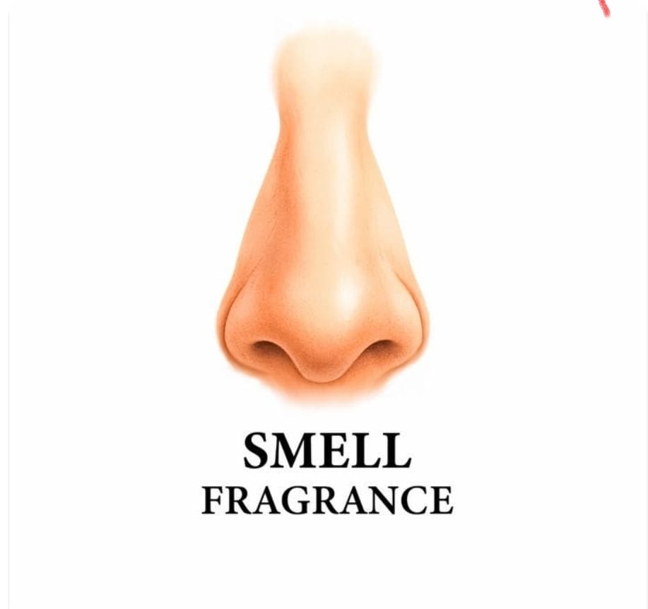 SMELL FRAGRANCE – Perfumes (Limited & Classic)